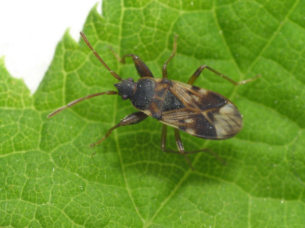 Scolopostethus pictus - auch eine Rhyparochromidae