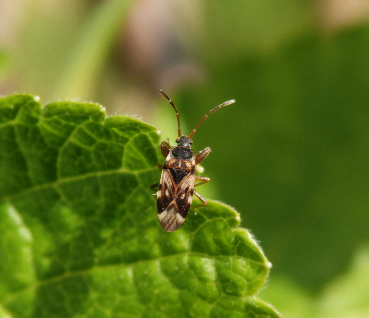 Scolopostethus pictus - auch wieder da