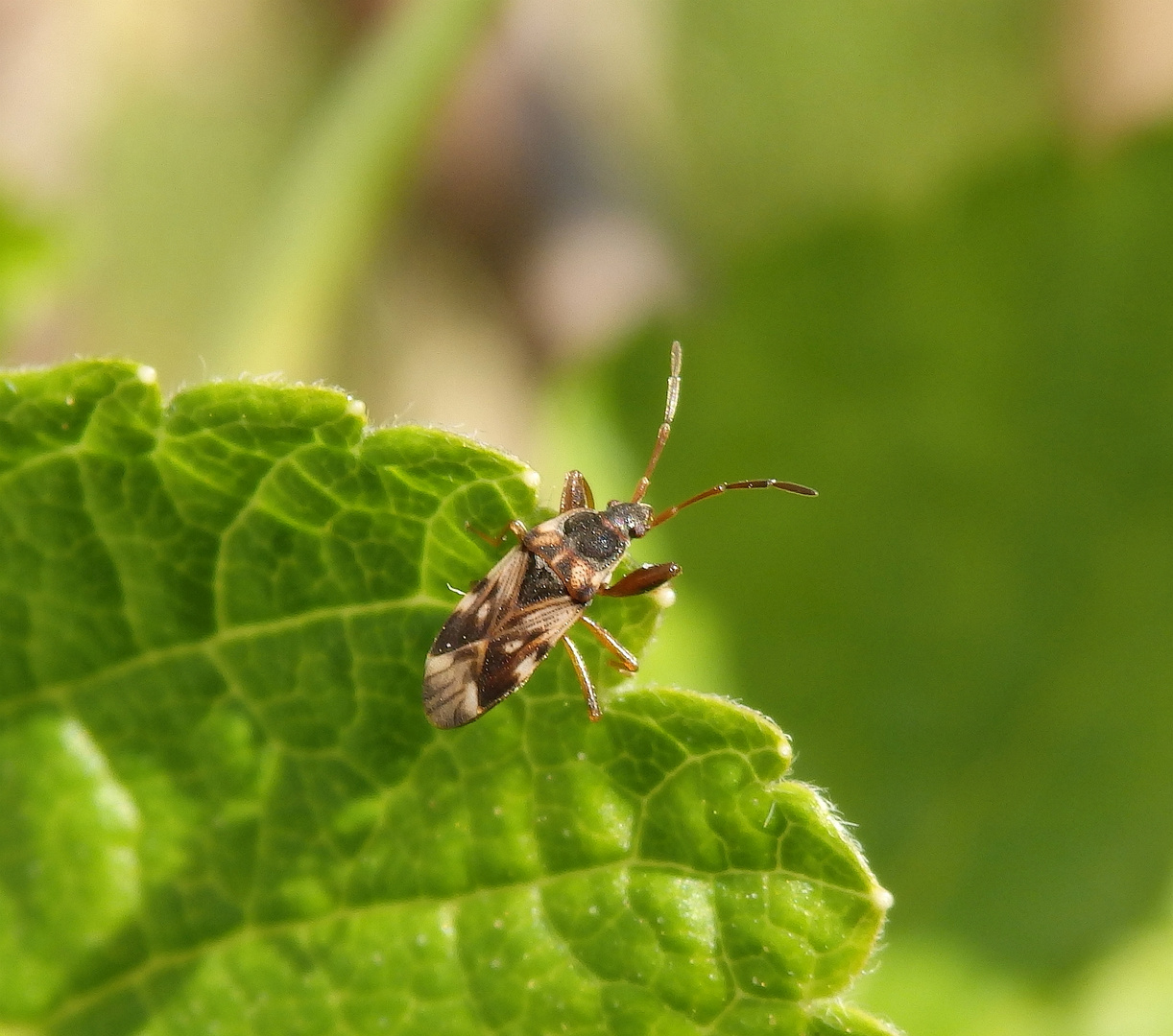 Scolopostethus pictus - auch wieder da