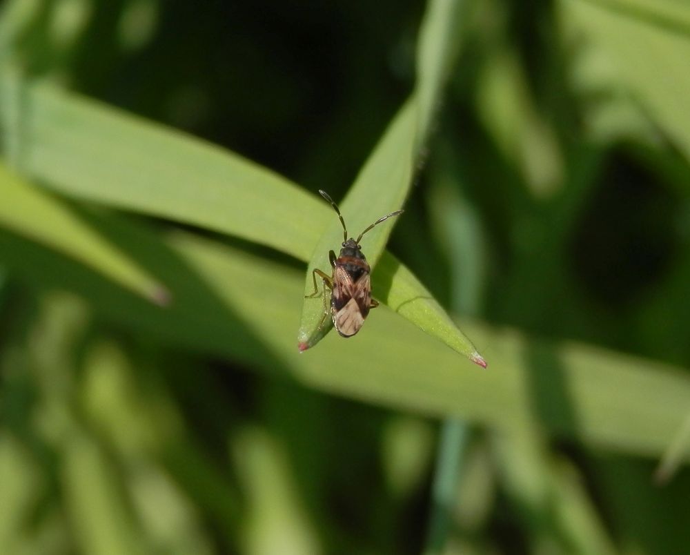 Scolopostethus thomsoni oder Scolopostethus affinis?