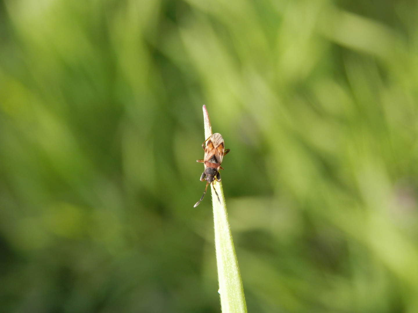 Scoloposthetus thomsoni im heimischen Garten