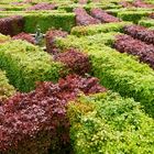 Scone Garden - Murray Star Maze