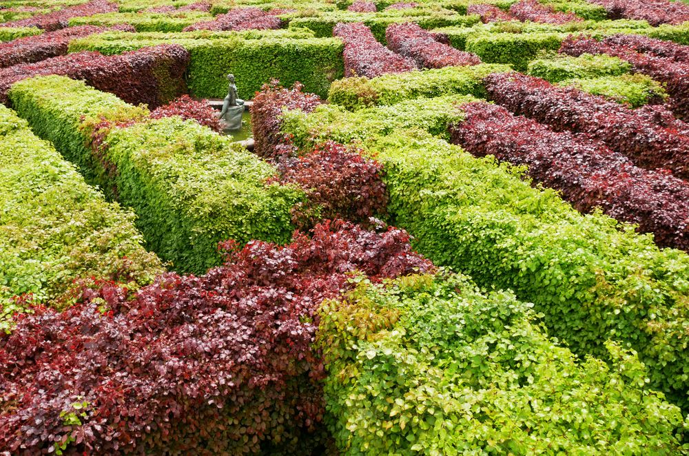 Scone Garden - Murray Star Maze