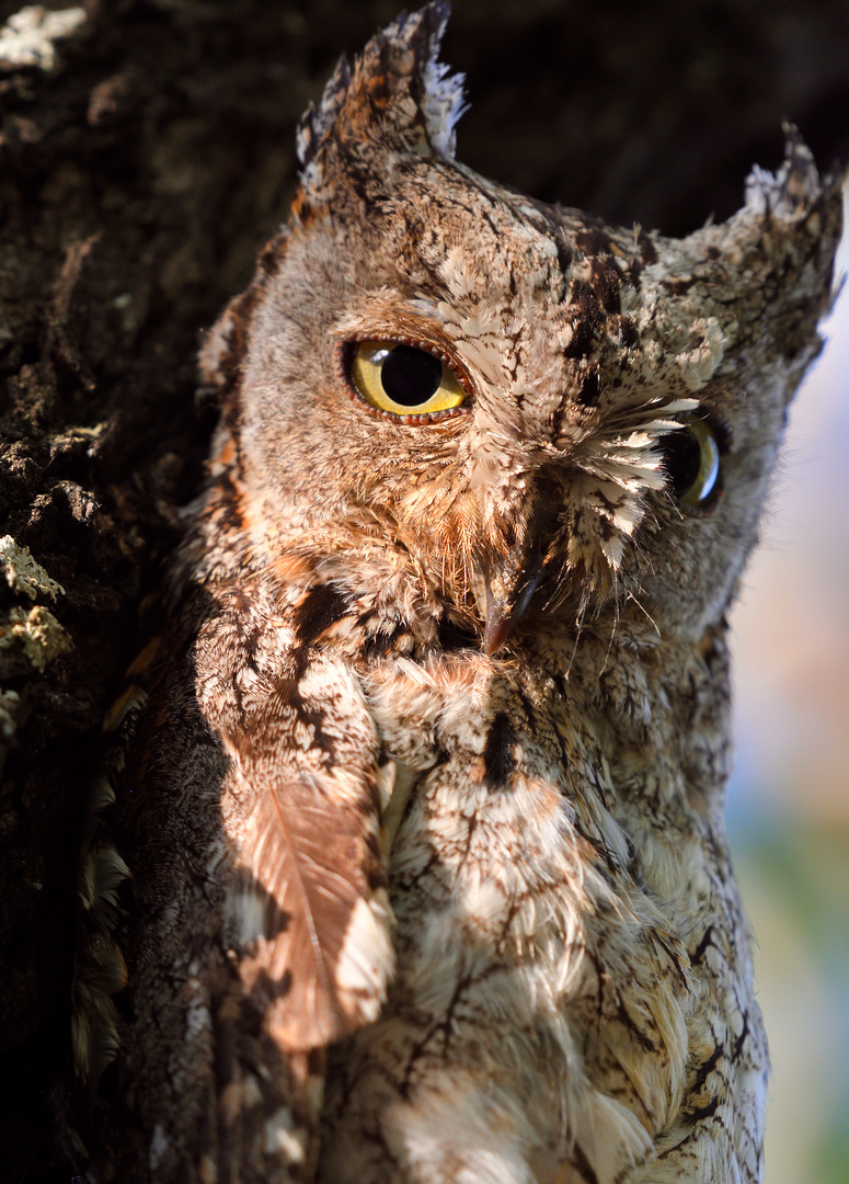 Scopes Owl