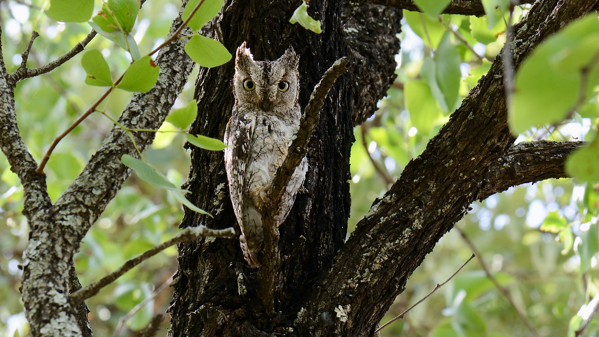 Scopes Owl im Mopanibaum