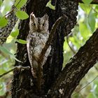 Scopes Owl im Mopanibaum
