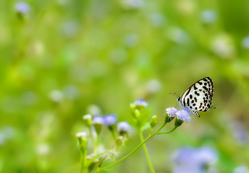 Scopriamo la Natura = 7