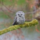 Scops owl