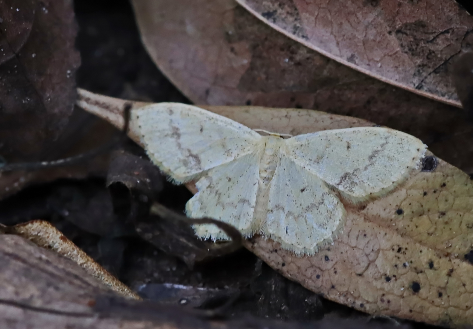 Scopula accentuata