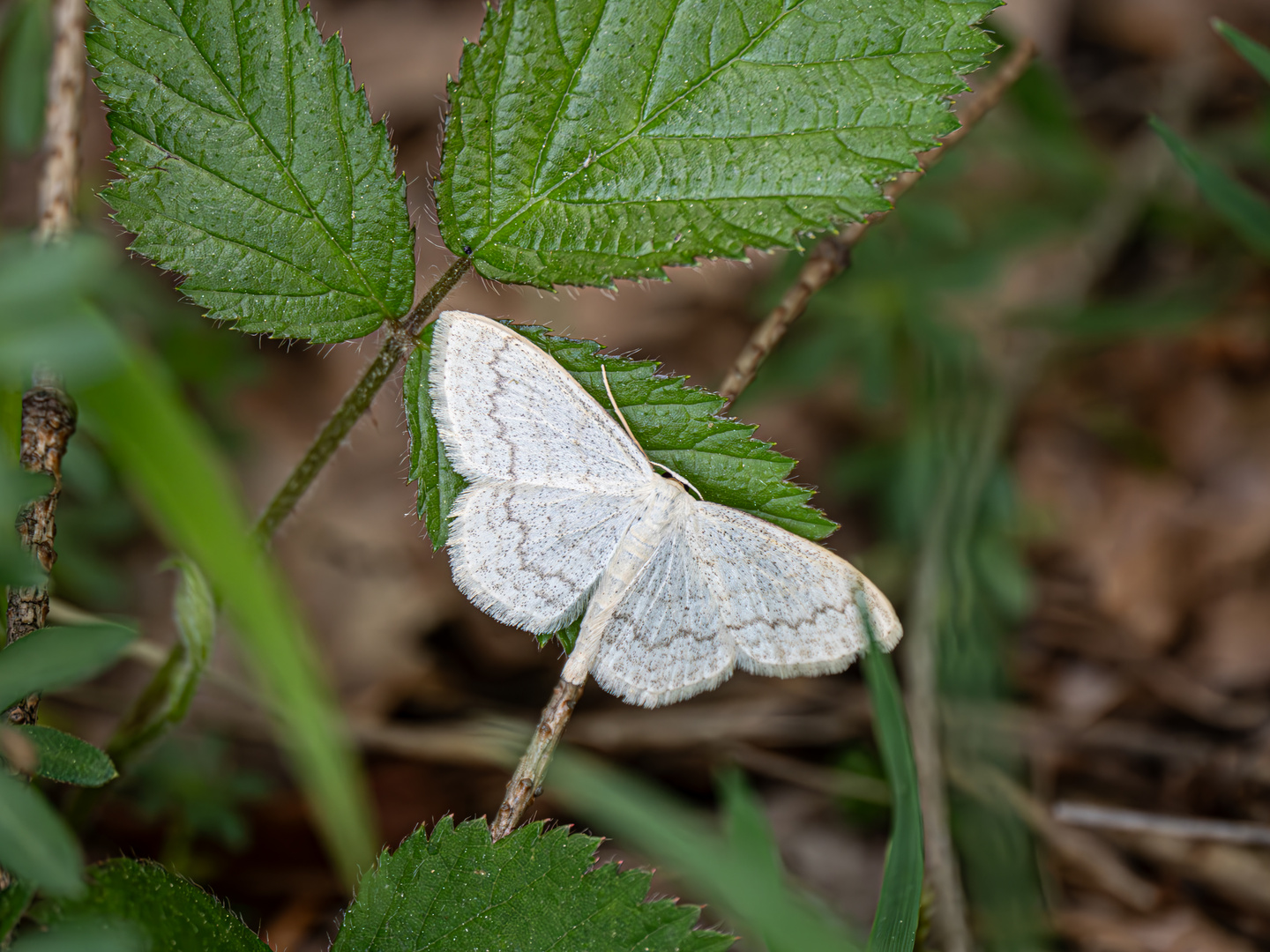 Scopula floslactata, Gelblichweißer Kleinspanner