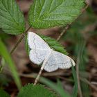 Scopula floslactata, Gelblichweißer Kleinspanner