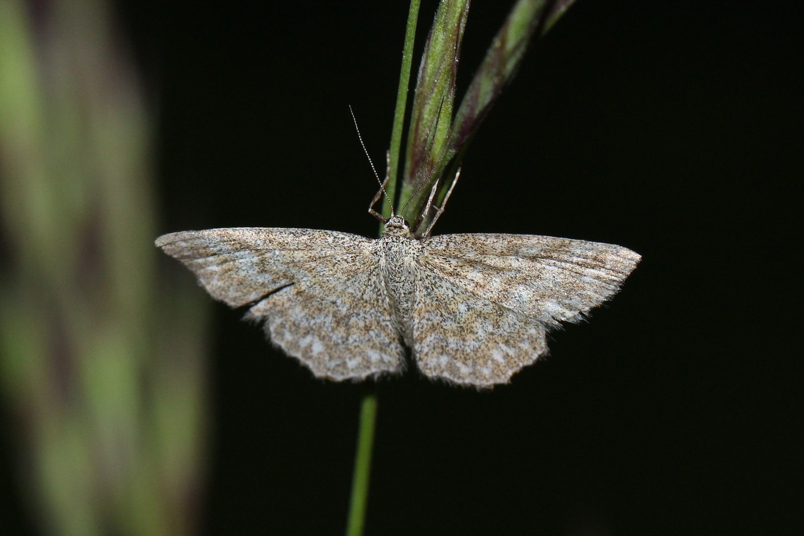 Scopula immorata