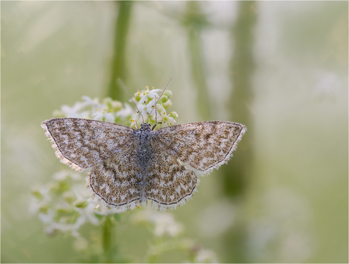 Scopula immorata (Marmorierter Kleinspanner)