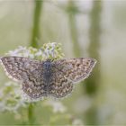 Scopula immorata (Marmorierter Kleinspanner)