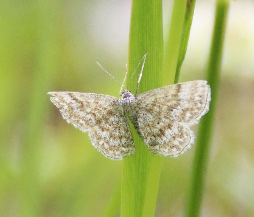  Scopula immorata  - Marmorierter Kleinspanner 