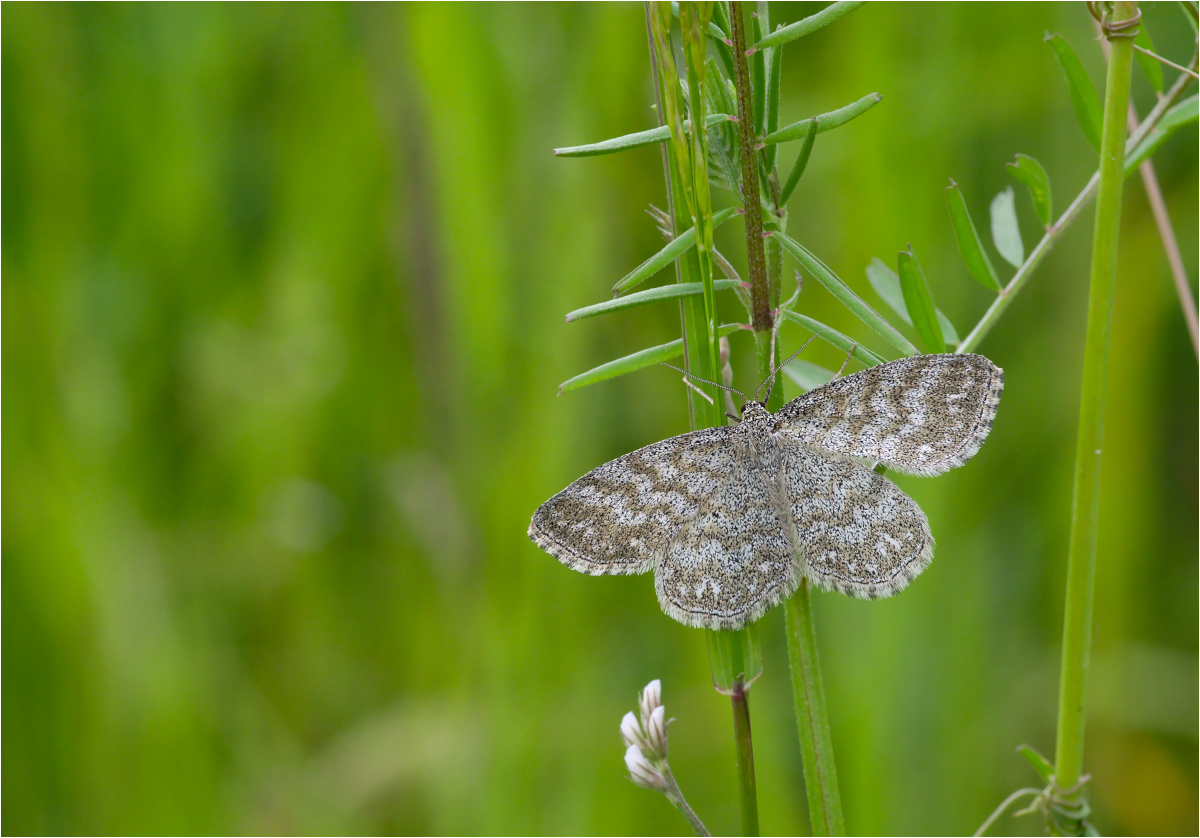 Scopula immorata (Marmorierter Kleinspanner)