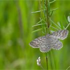 Scopula immorata (Marmorierter Kleinspanner)