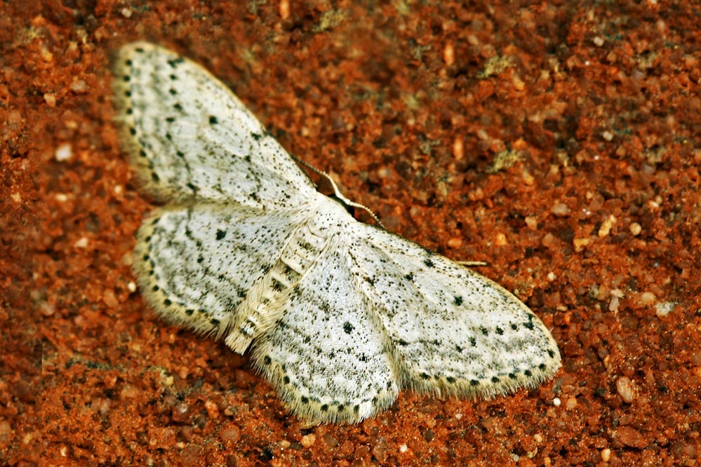 Scopula incanata