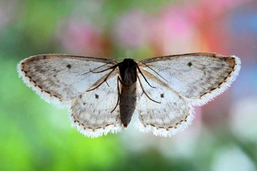 Scopula incanata