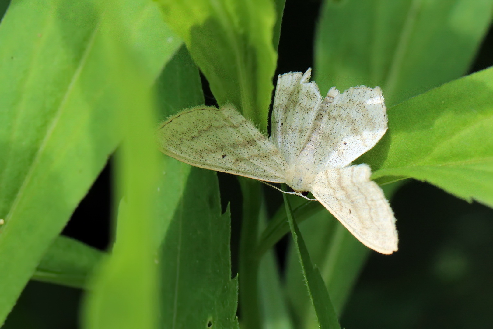 Scopula nigropunctata