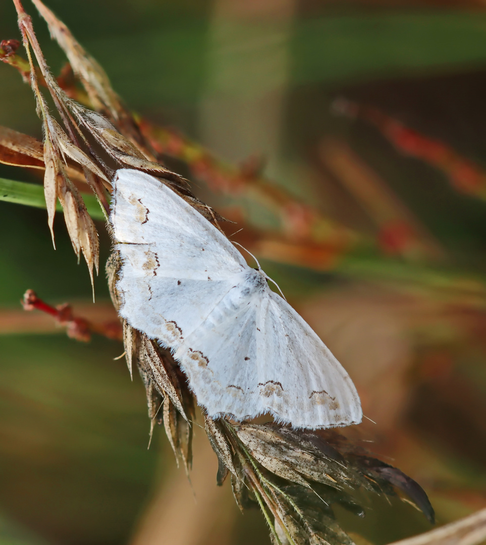 Scopula ornata