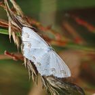 Scopula ornata