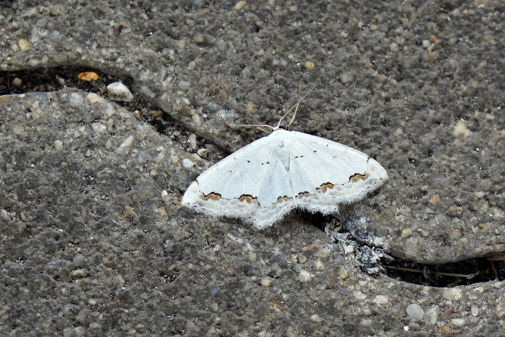 Scopula ornata