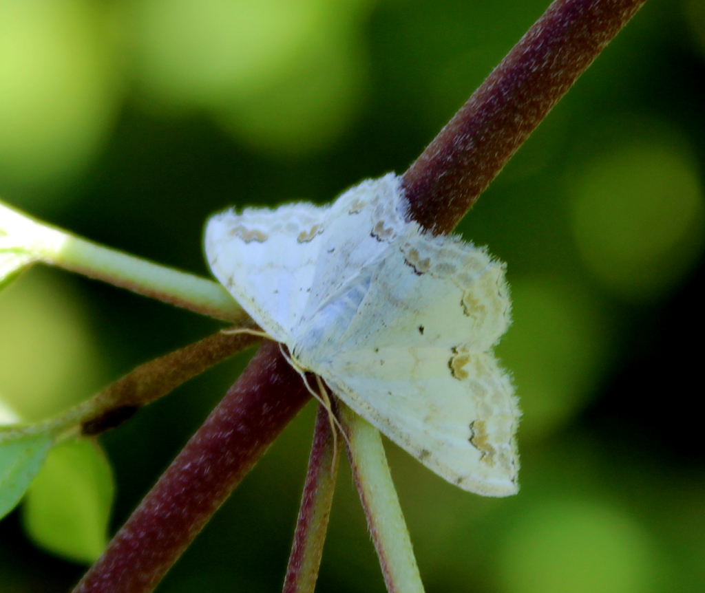  Scopula ornata - Schmuck Kleinspanner 