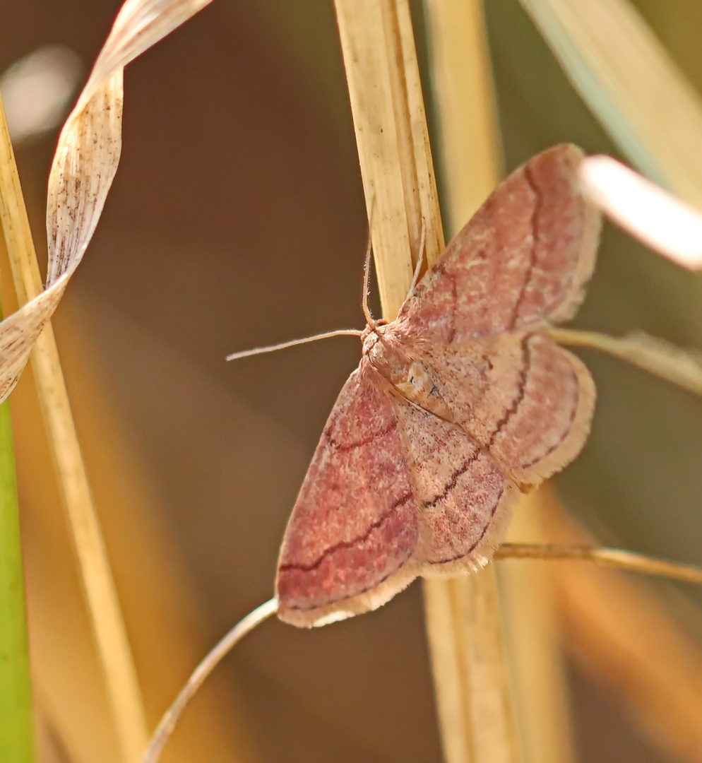 Scopula rubiginata,Violettroter Kleinspanner