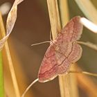 Scopula rubiginata,Violettroter Kleinspanner