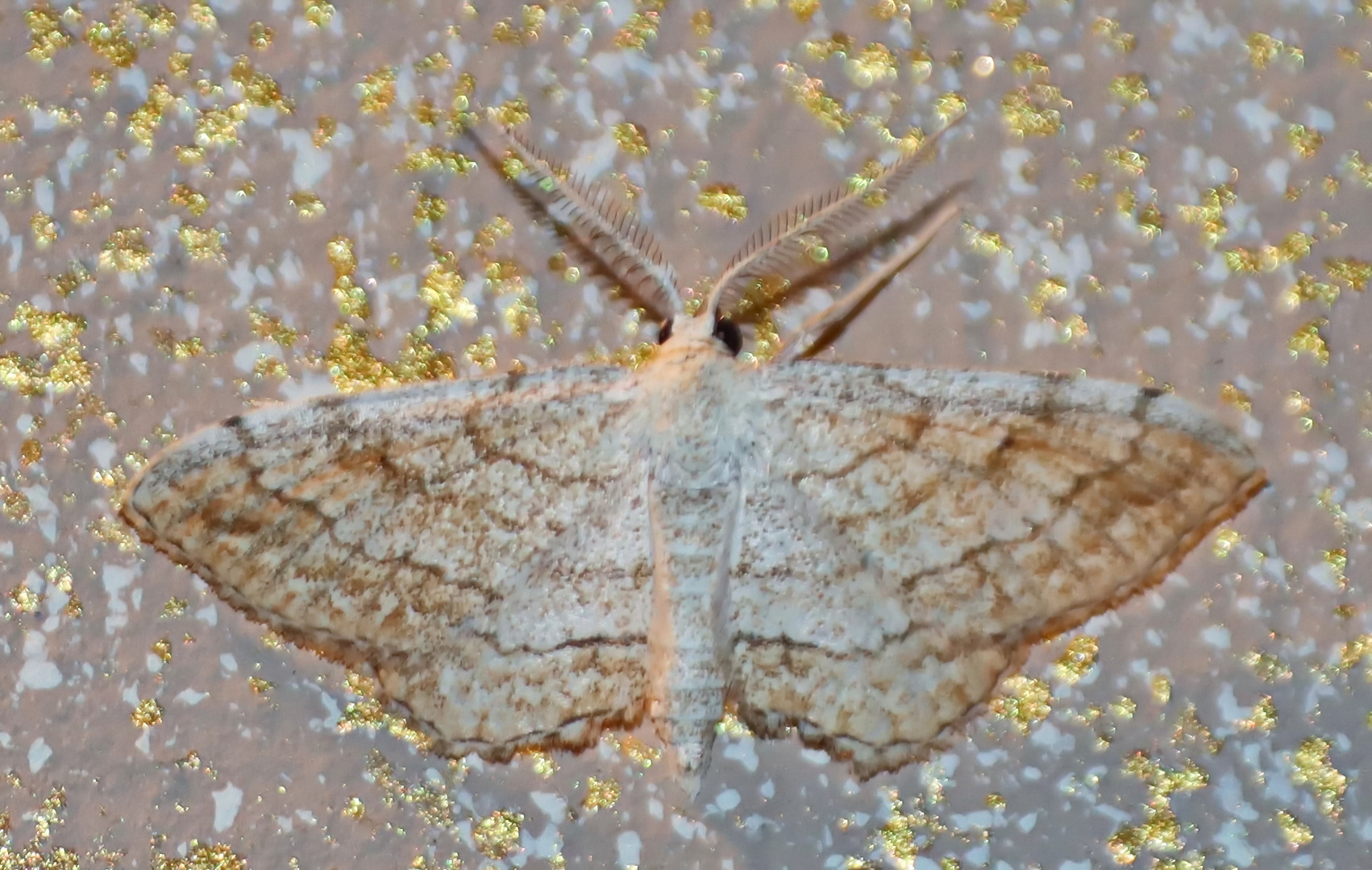 Scopula sp