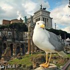 Scorci dal Foro Romano