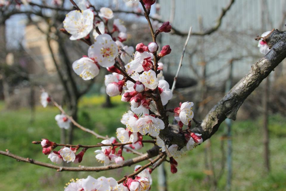 scorci di primavera