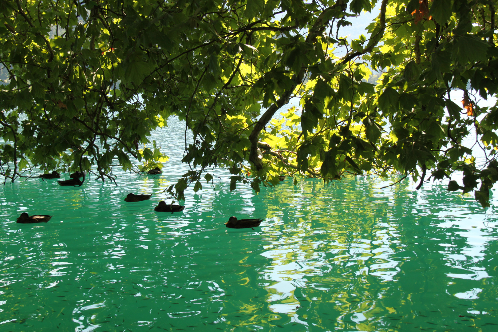 Scorcio del lago di Bled