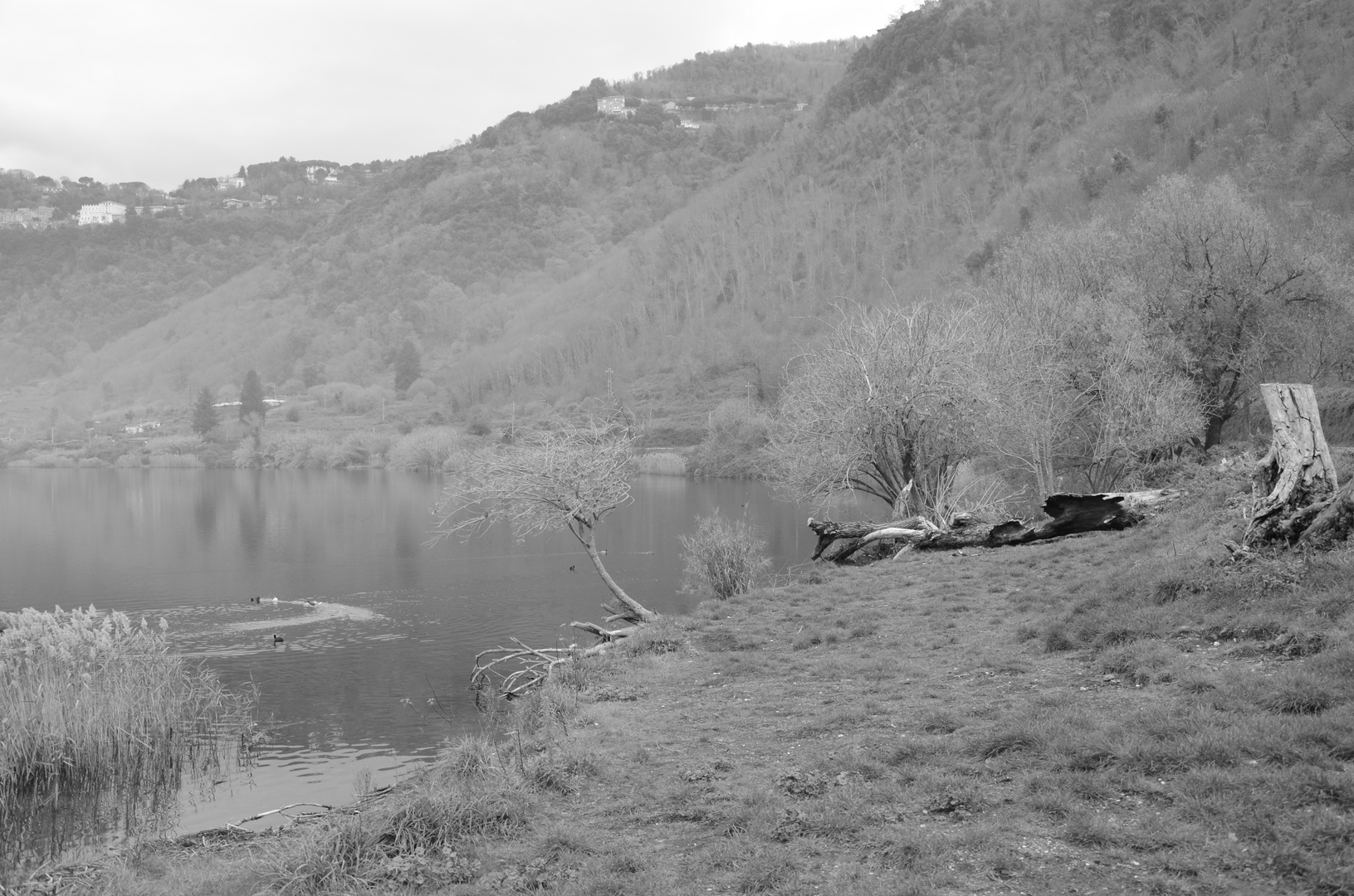 scorcio del lago di Nemi