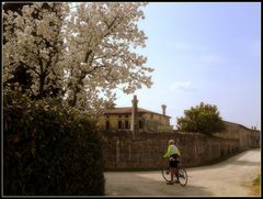 Scorcio..tra i ciliegi...sempre pedalando