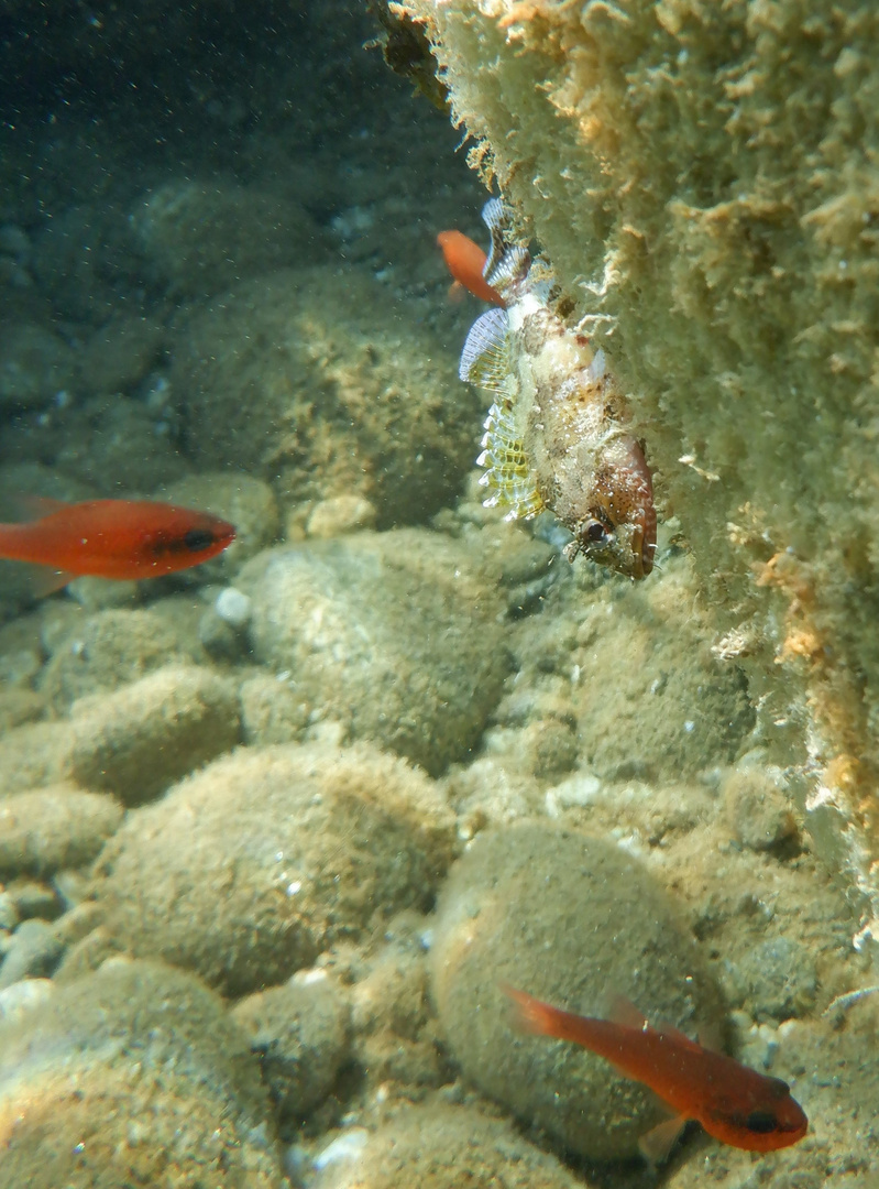 Scorfano di Madeira (Scorpaena maderensis)