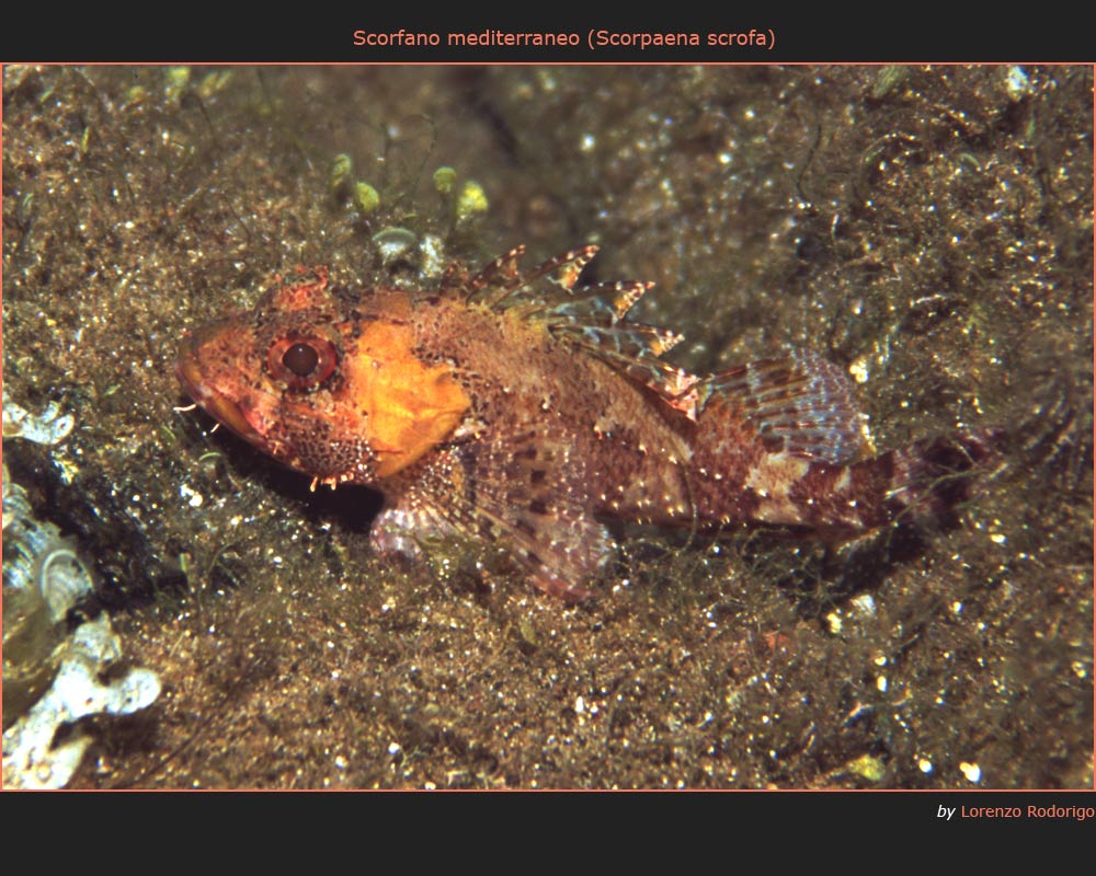 Scorfano mediterraneo (Scorpaena scrofa)