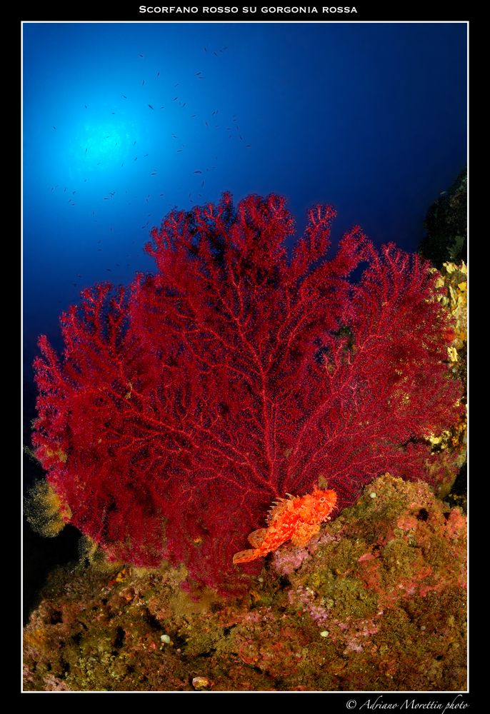 Scorfano rosso (Scorpaena scrofa) su gorgonia rossa (Paramuricea clavata)