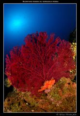 Scorfano rosso (Scorpaena scrofa) su gorgonia rossa (Paramuricea clavata)