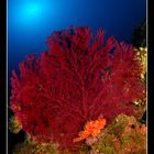 Scorfano rosso (Scorpaena scrofa) su gorgonia rossa (Paramuricea clavata)