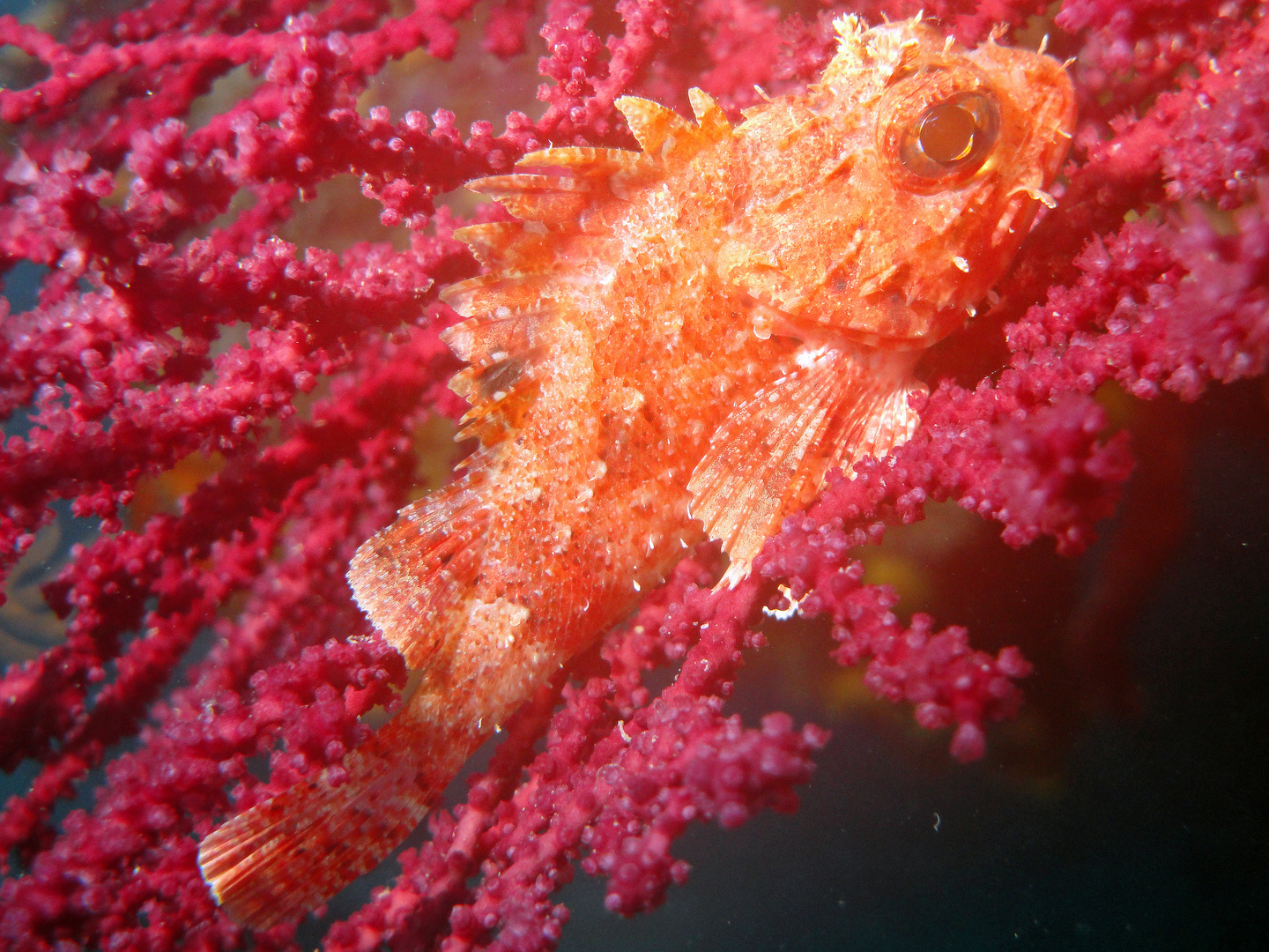 Scorfanotto su Gorgonia Rossa