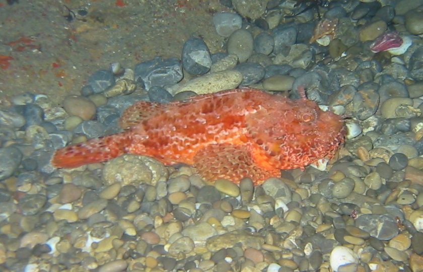 Scorpaena scrofa auch Drachenkopf genannt