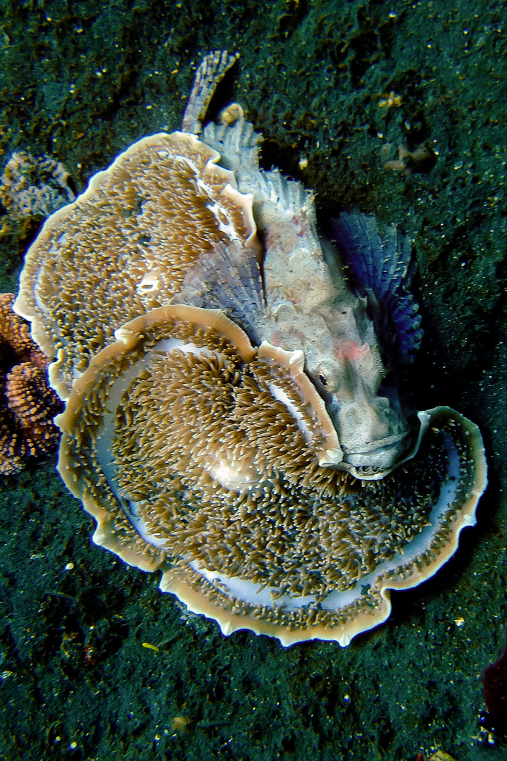 Scorpaena scrofa known as scorpion fish