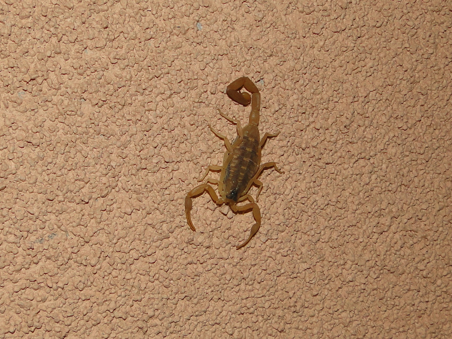 Scorpion