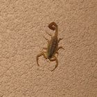 Scorpion