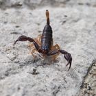 Scorpion