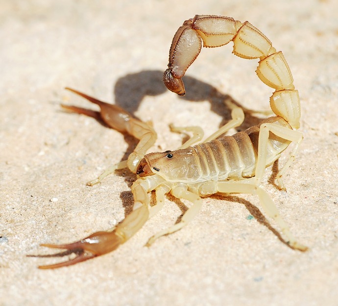 scorpion