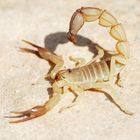 scorpion