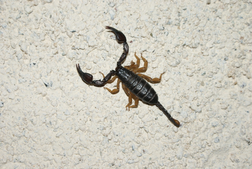 scorpion